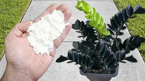 تصویر 3 از خرید و قیمت انواع کود ویتامینه گیاهان
